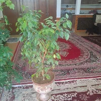 گل طبیعی