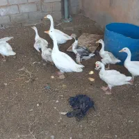 فروش غاز امیدیه