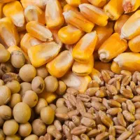 جو و ذرت ، انواع کنسانتره و خوراک دام