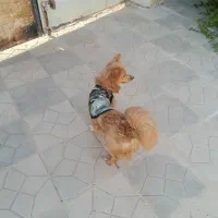 واگذاری سگ