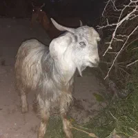 فروش فوری ۸ راس گوسفند