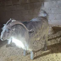 فروش کهره و بره قربانی