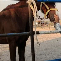 یک راس اسب