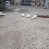 کفتر طوقی هفت رنگ