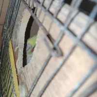 جفت عروس هلندی با تخم