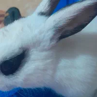 خرگوش