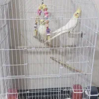 عروس هلندی نر و ماده و قفس