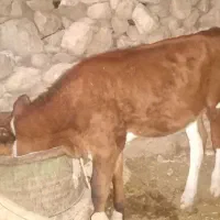 فروش گاو