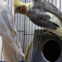 عروس هلندی مولدلوتینو سینامون،جفت دوکت لوتینو،جوجه
