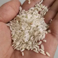 برنج لنجان کشاورزی به شرط