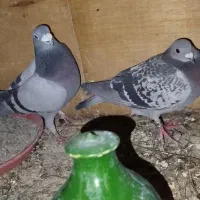 پلاکی|پرنده|قیامدشت - خاورشهر, |دیوار