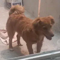 سگ ماده اشپیتز