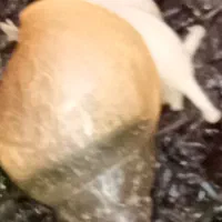 معاوضه حلزون