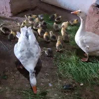 جوجه قوقاز