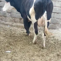گاو اول شکم همراه گوساله ماده مونت 16کیلو شیر