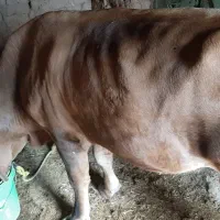 گاو