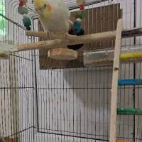 عروس هلندی نر