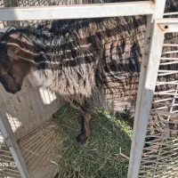 بزغاله محلی خوراک خور