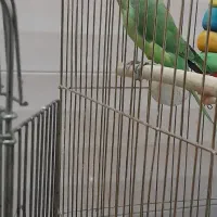 ملنگو جوجه یک ساله