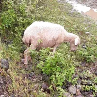 گوسفند ماده