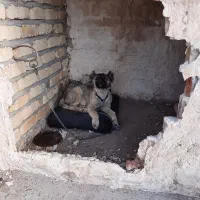 سگ ماده افغان