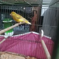 قناری سبز و زرد ماده معاوضه با فنچ گلدین یا مینا