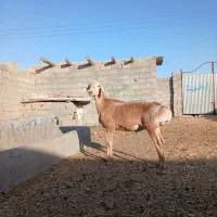 بره قوچی جنس دار چینی ،، میش، بز