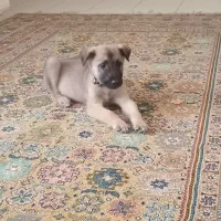 فروش سگ  آلمانی Mix -Spitz  سن ۲/۵ ماهه
