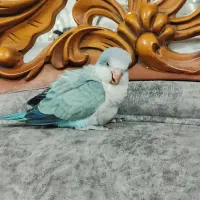 جوجه راهب