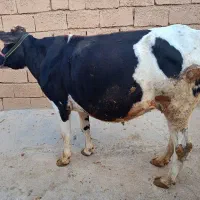 گاو دورگه 7ماه