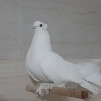 کفتر