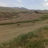 کارگر دامداری