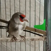 سه عدد سهره نر بخون