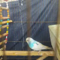 جوجه مرغ عشق