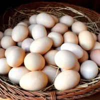 تخم مرغ نطفه دار لاری اصل
