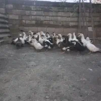 اردک محلی ورامینی اردک اسرائیلی هلندی