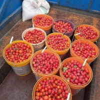 گوجه ریز ترش