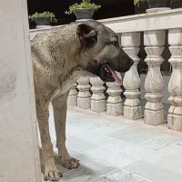 ماده سراب شیش ماهه