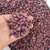 لوبیا چیتی قرمز