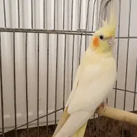 عروس هلندی ماده بالغ