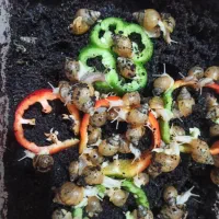 حلزون آلبینو