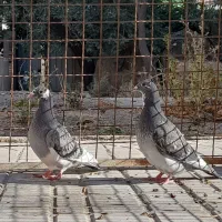 کبوترپلاکی مسافتی اردن موریس دلبر۶پره،در تهران،
