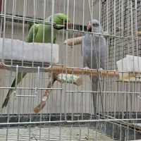 لوری|پرنده|بوکان, |دیوار