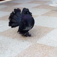 کبوتر دم چتری