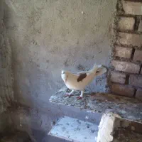 کفتر‌نر‌پرشی