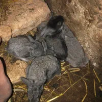 ۱۰ عدد بچه خرگوش