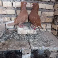 اشعل زرد|پرنده|خرمشهر, |دیوار