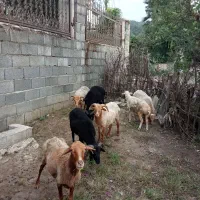 گوسفندها فروشی
