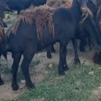 شیشک