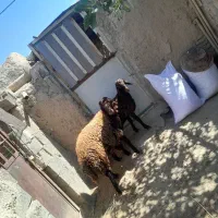 دوتا نر بره همو